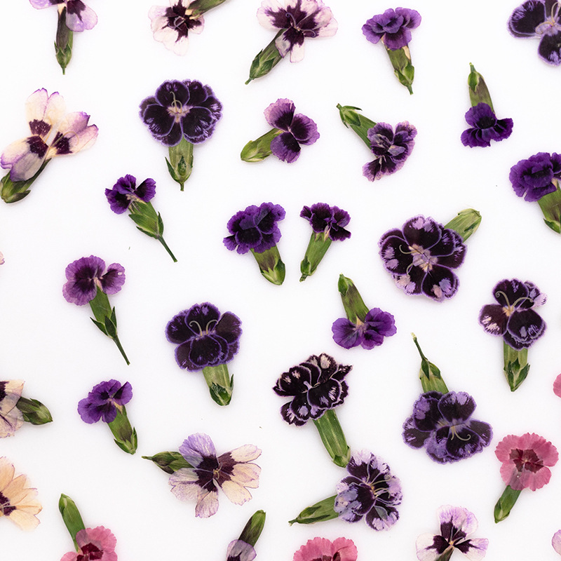 24 piezas, Flores de Dianthus  - Dried Flower Pressed reseña y precio