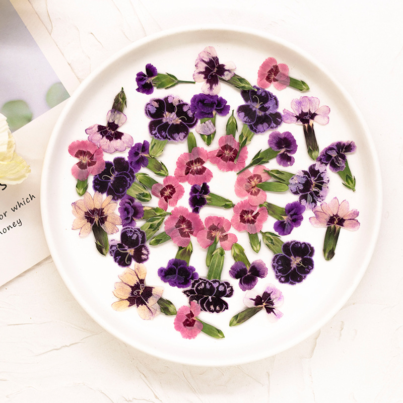 24 piezas, Flores de Dianthus  - Dried Flower Pressed reseña y precio
