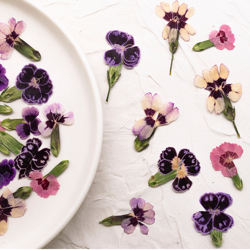 24 piezas, Flores de Dianthus  - Dried Flower Pressed reseña y precio