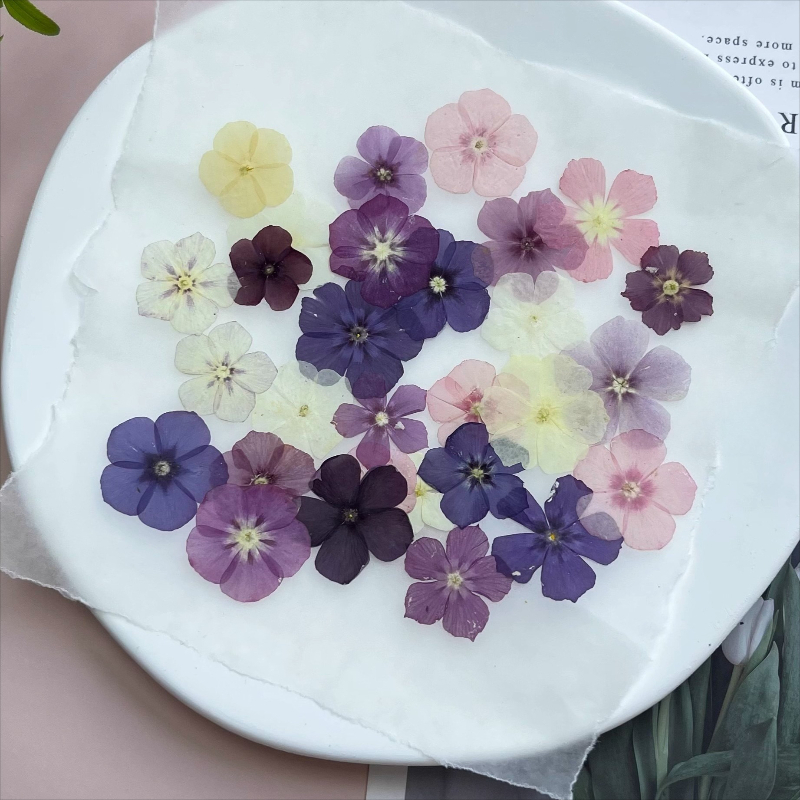 12 Uds., flores secas prensada - Dried Flower Pressed reseña y precio