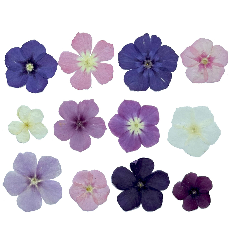 12 Uds., flores secas prensada - Dried Flower Pressed reseña y precio