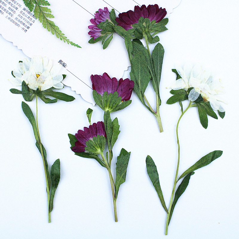 24 Piezas, Mini Crisantemos Se - Dried Flower Pressed reseña y precio