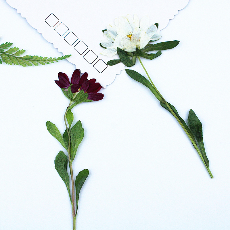 24 Piezas, Mini Crisantemos Se - Dried Flower Pressed reseña y precio
