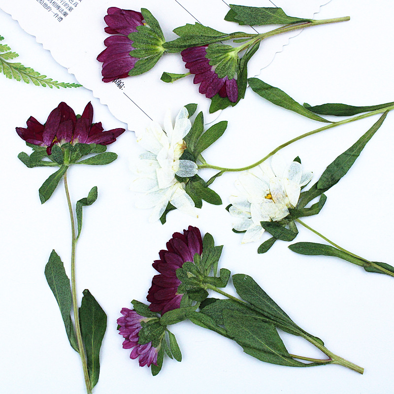 24 Piezas, Mini Crisantemos Se - Dried Flower Pressed reseña y precio